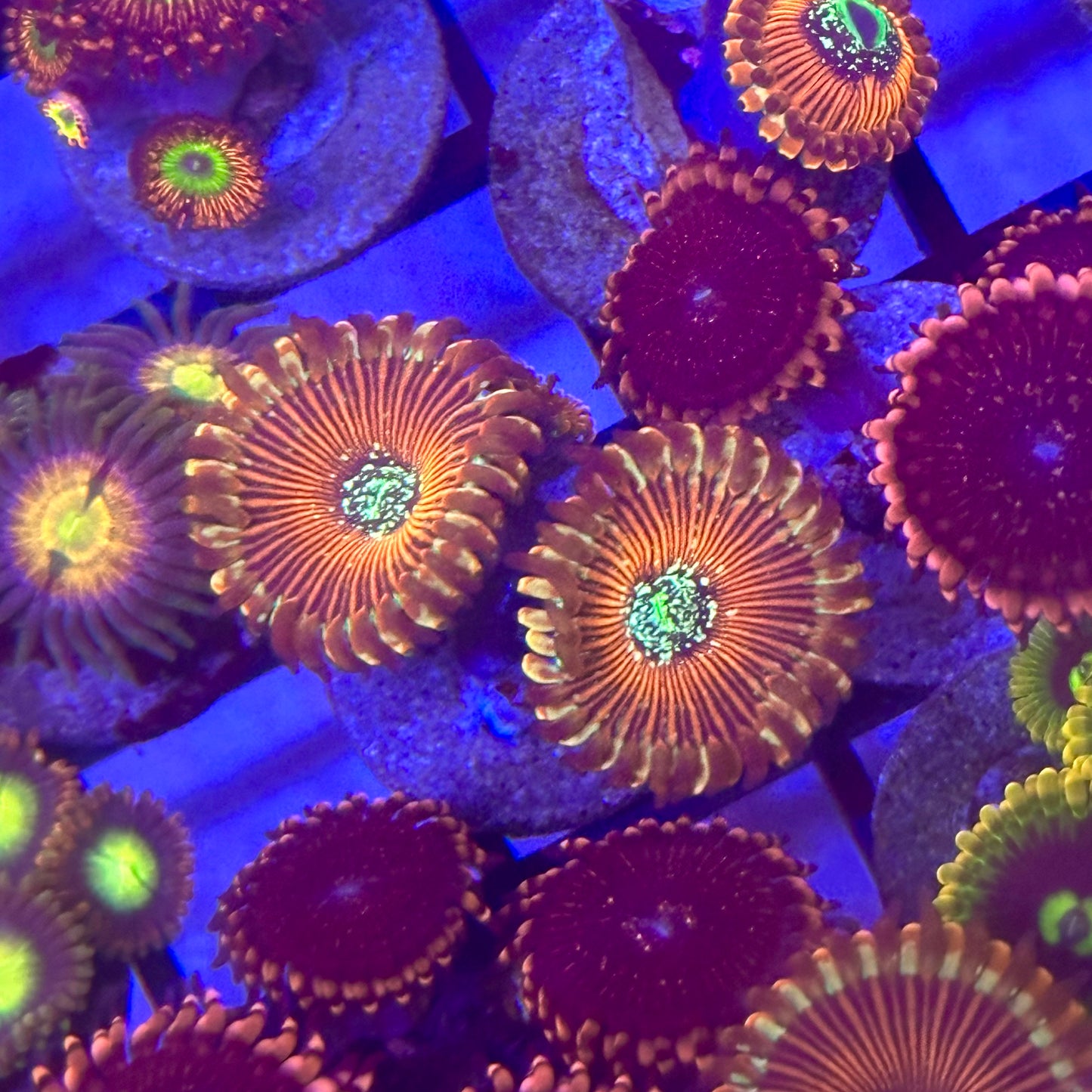 Magician Zoa / Zoanthid