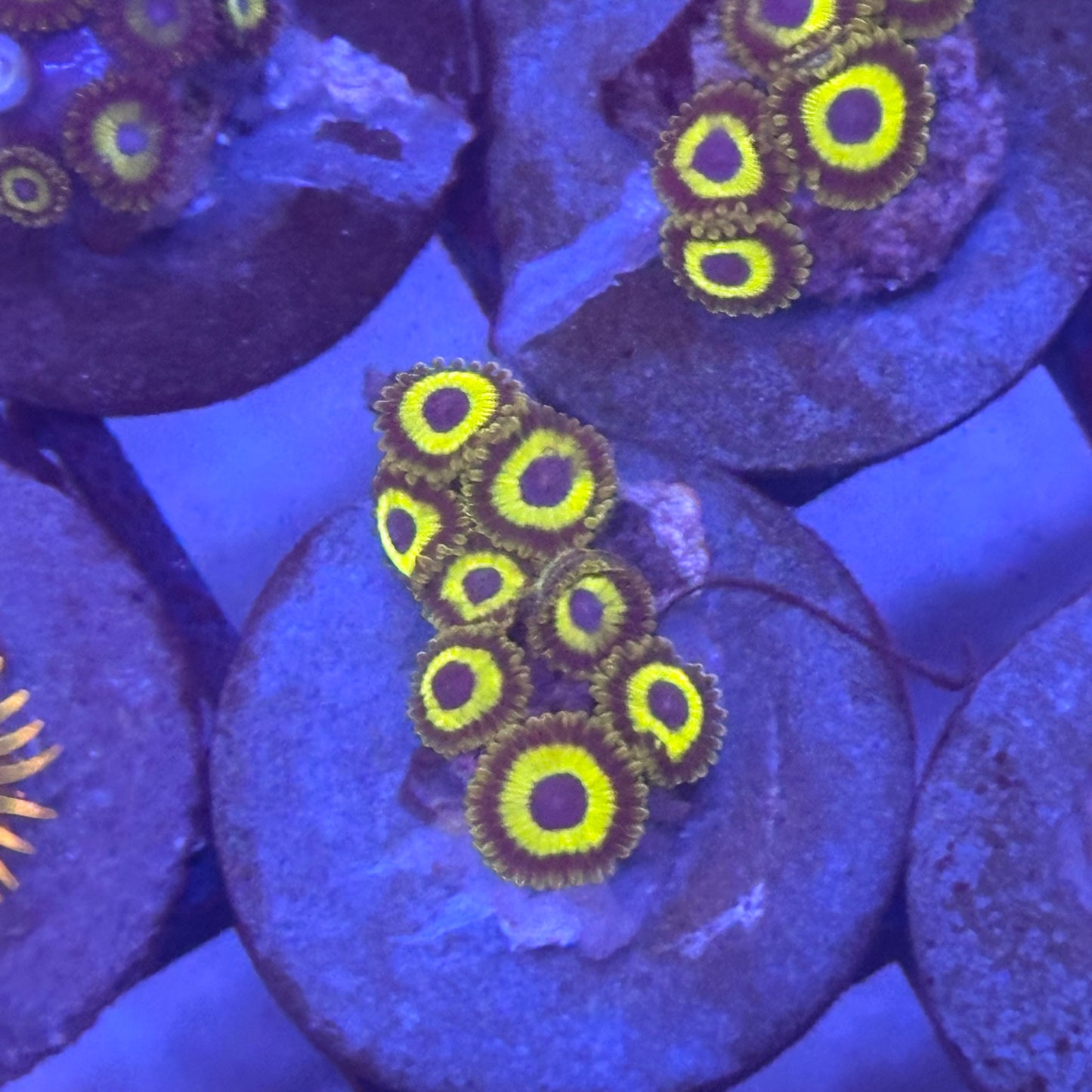 Lakers Zoa / Zoanthid