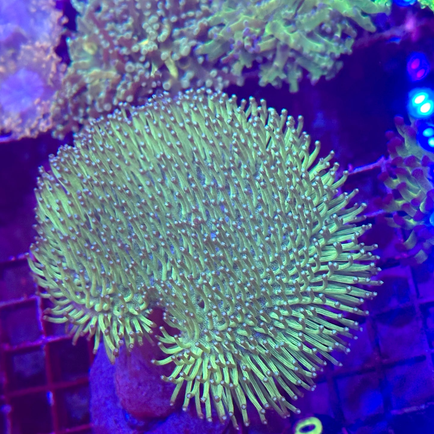 Toadstool Leather Coral - Huge