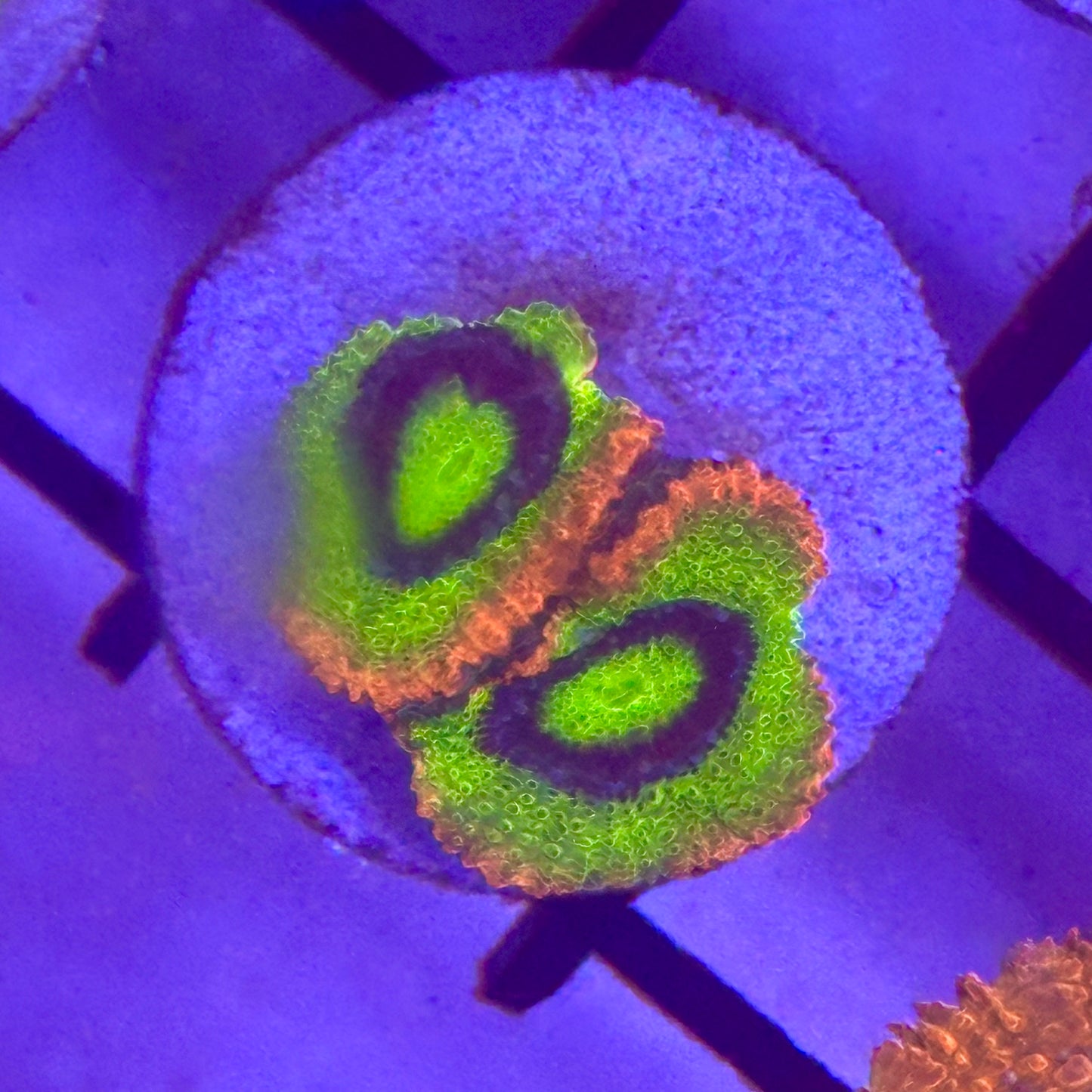Holygrail Micromussa Acan