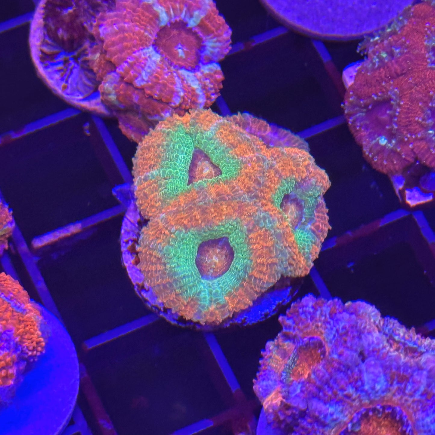 Islander Corals Juicy Fruit Acan