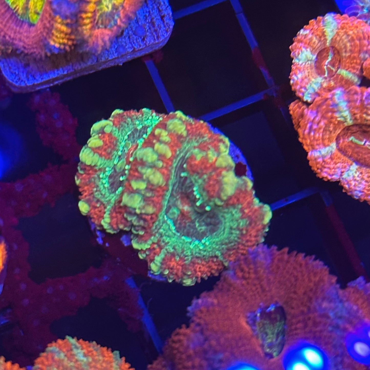 Islander Corals Gumdrop Acan