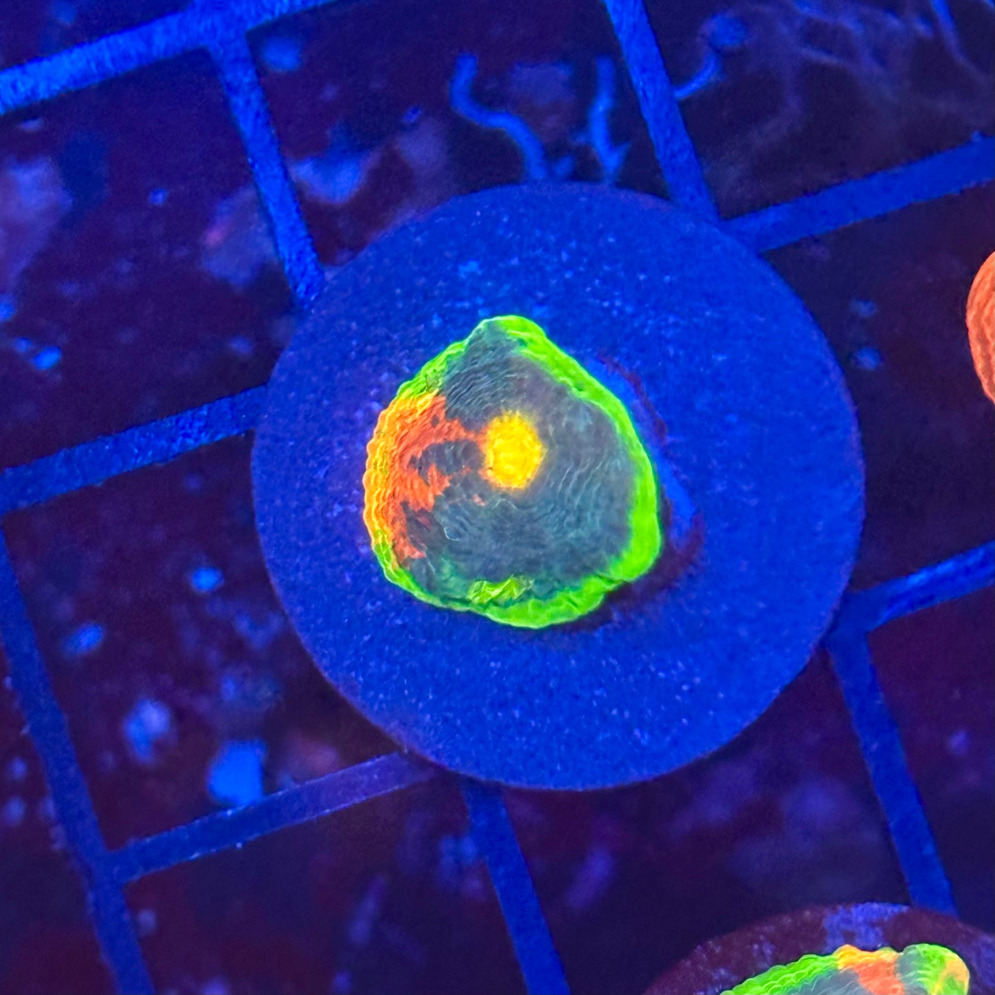 Rainbow Crush Chalice