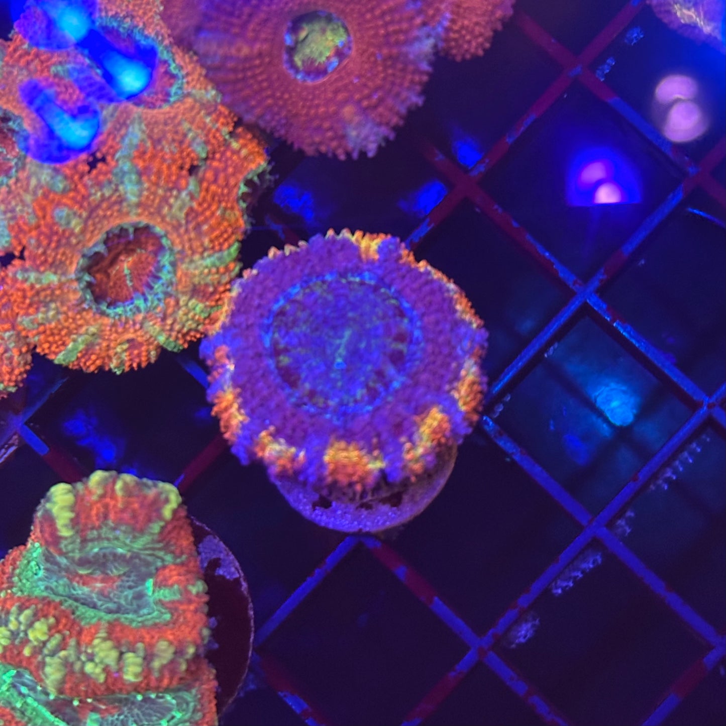 Islander Corals Purple Monster Rainbow Acan