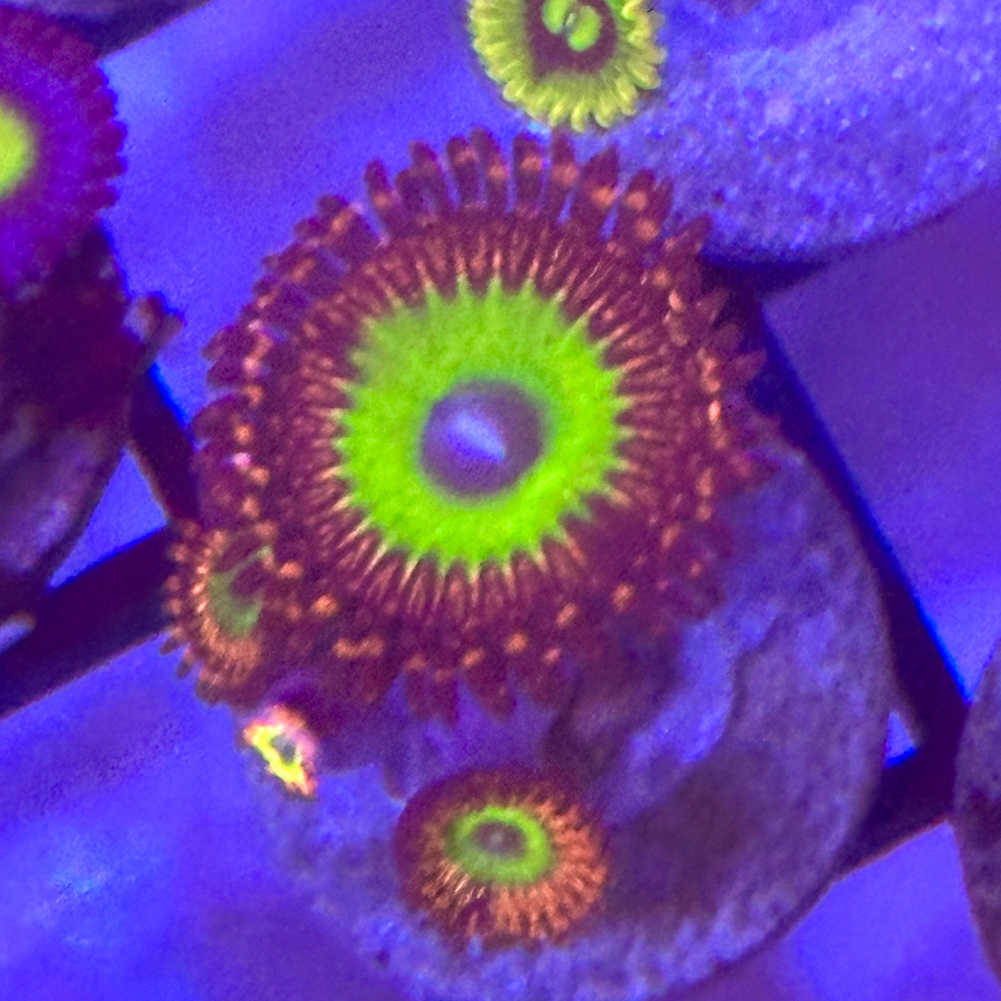 Candy Apple Red Zoa / Zoanthid