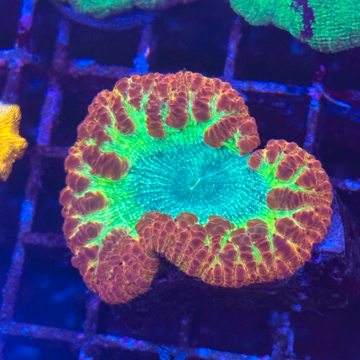 Islander Corals Gameover Giant Blasto