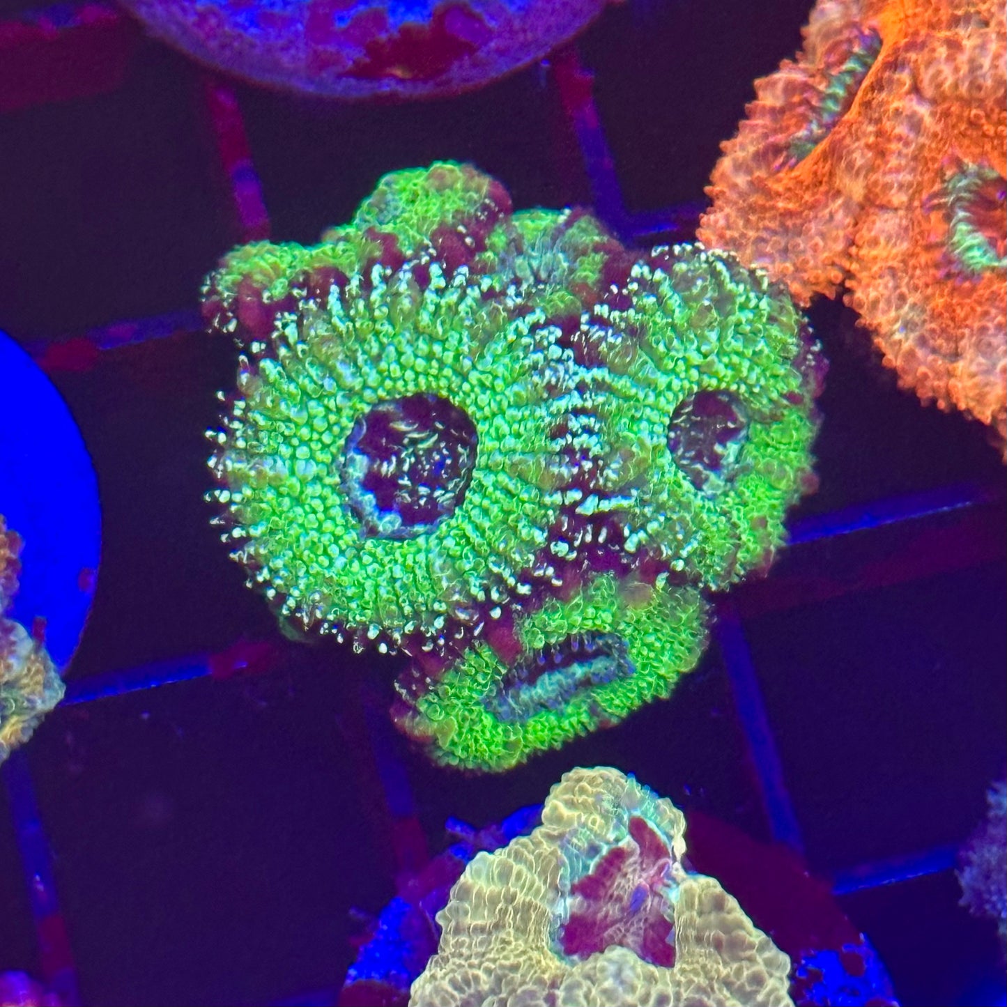 Islander Corals Mossy Glitter Acan