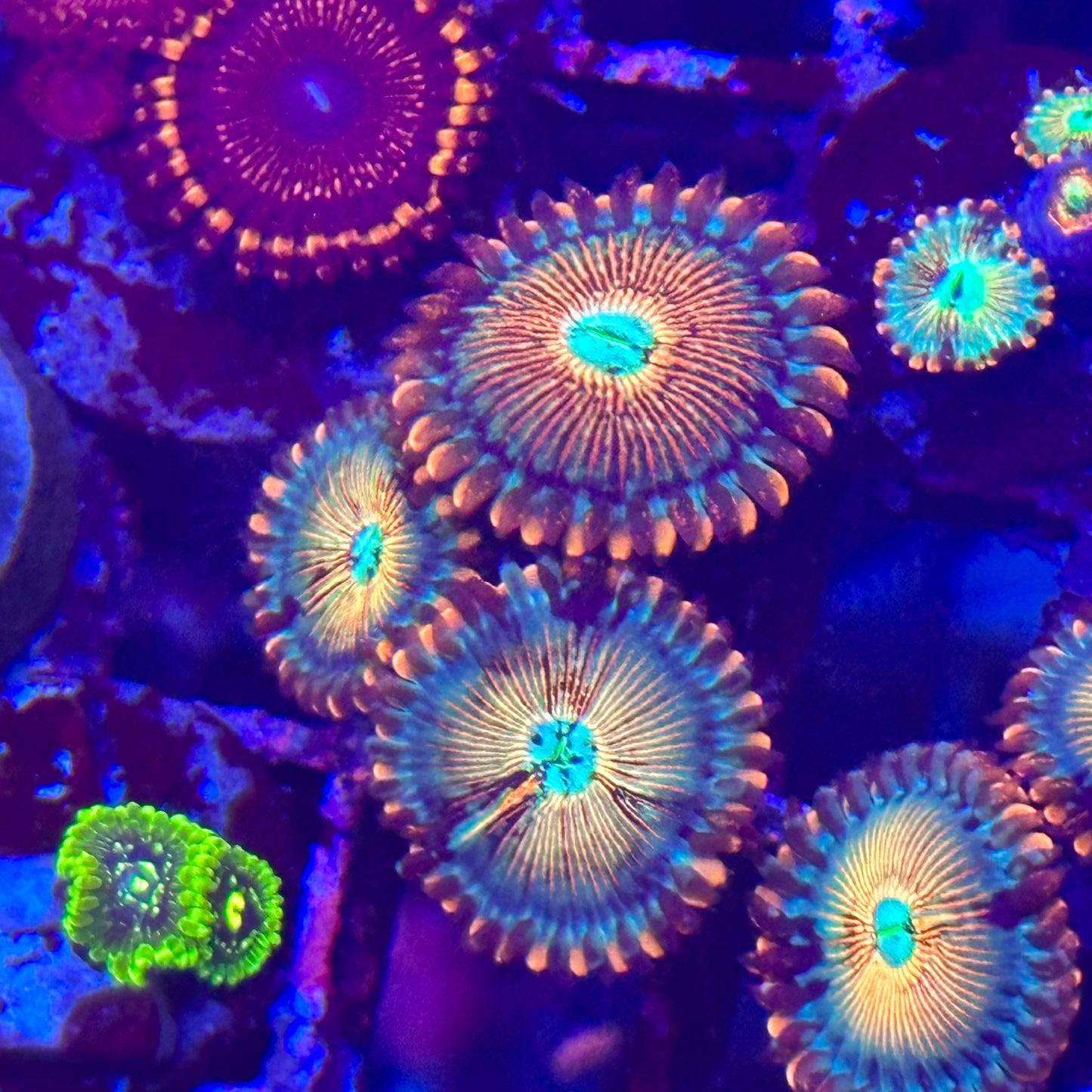 White Zombie Zoa / Zoanthid