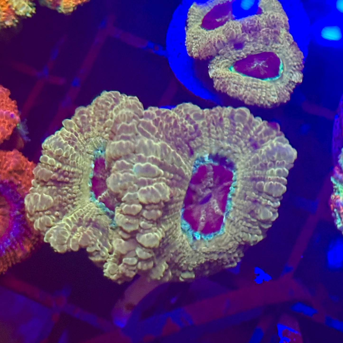 Islander Corals Retro Acan