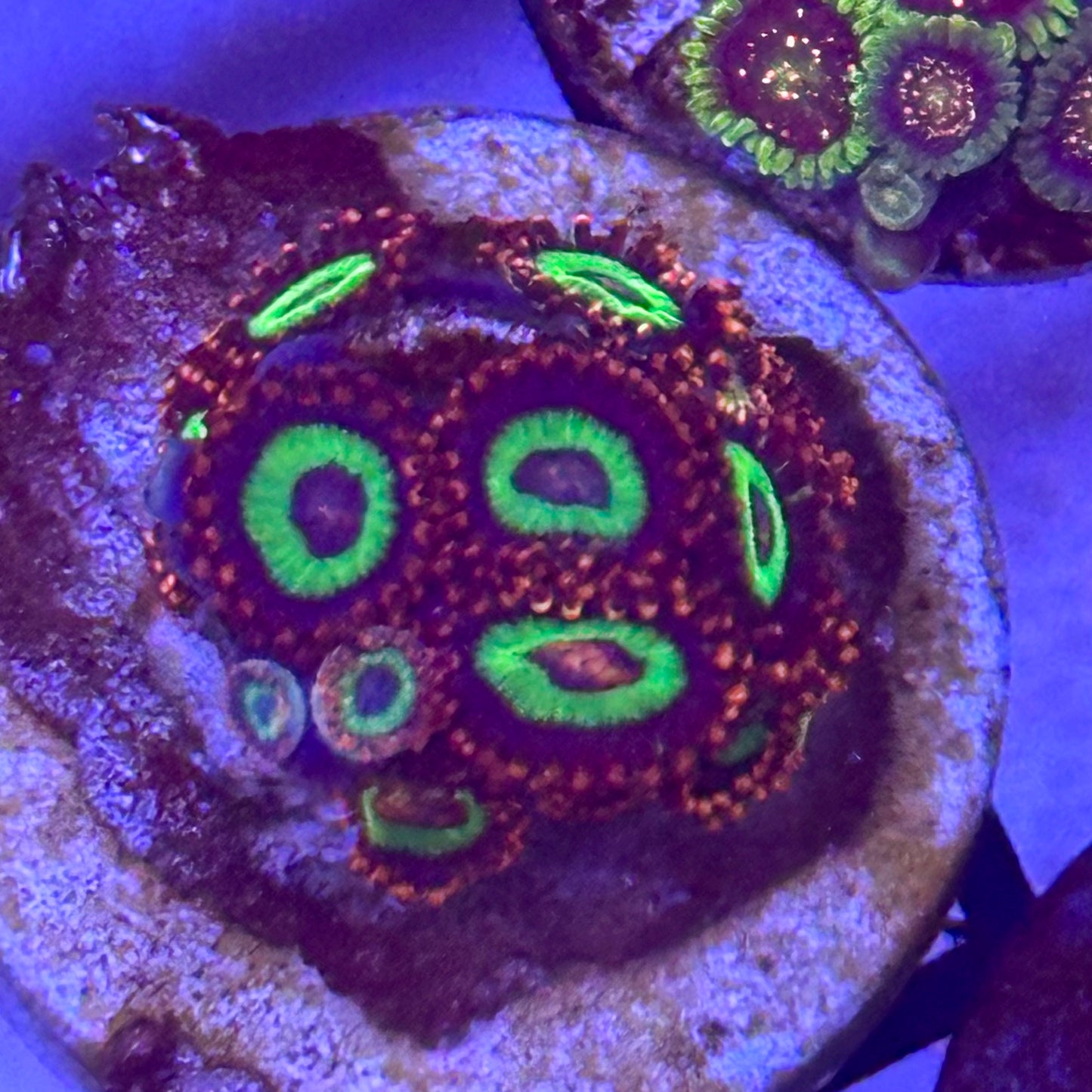Emeralds on Fire Zoa / Zoanthid