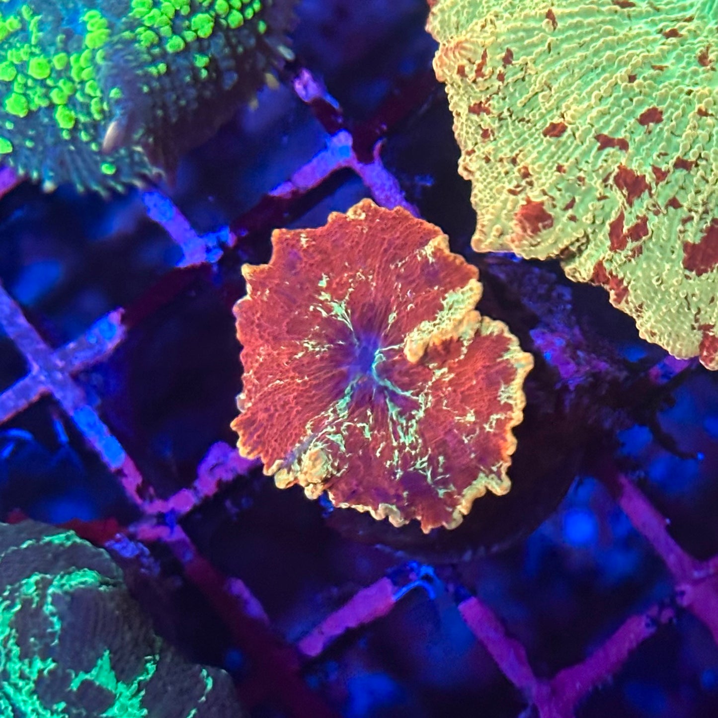 Electus Jawbreaker Discosoma Mushroom