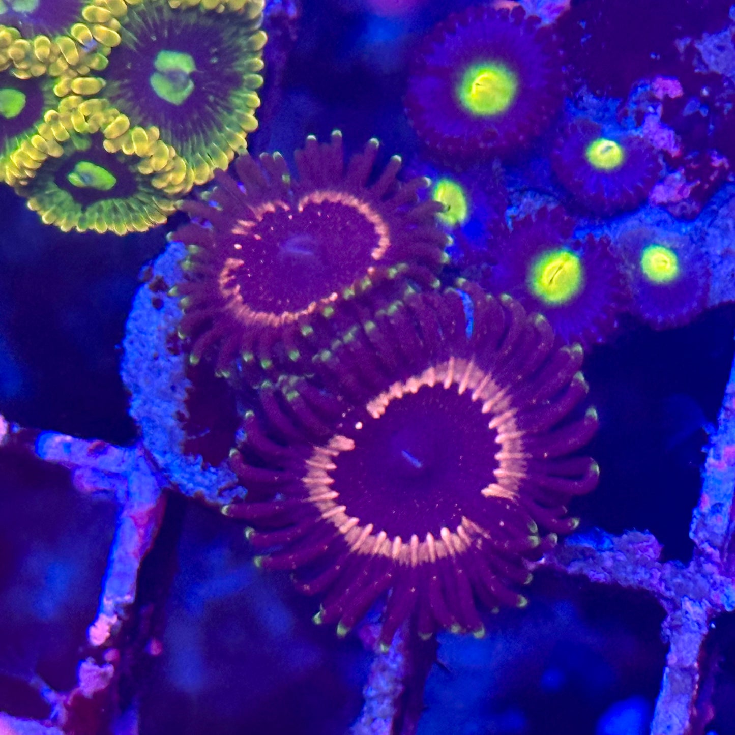 Twizzlers Zoa / Zoanthid