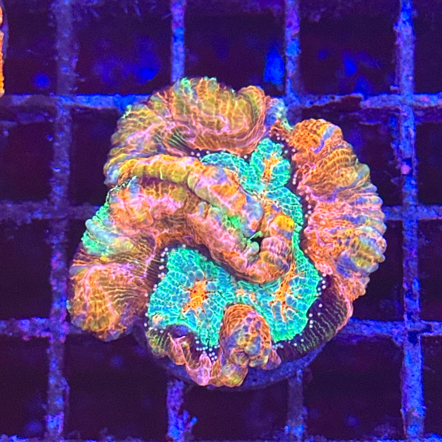 Rainbow Wilsoni