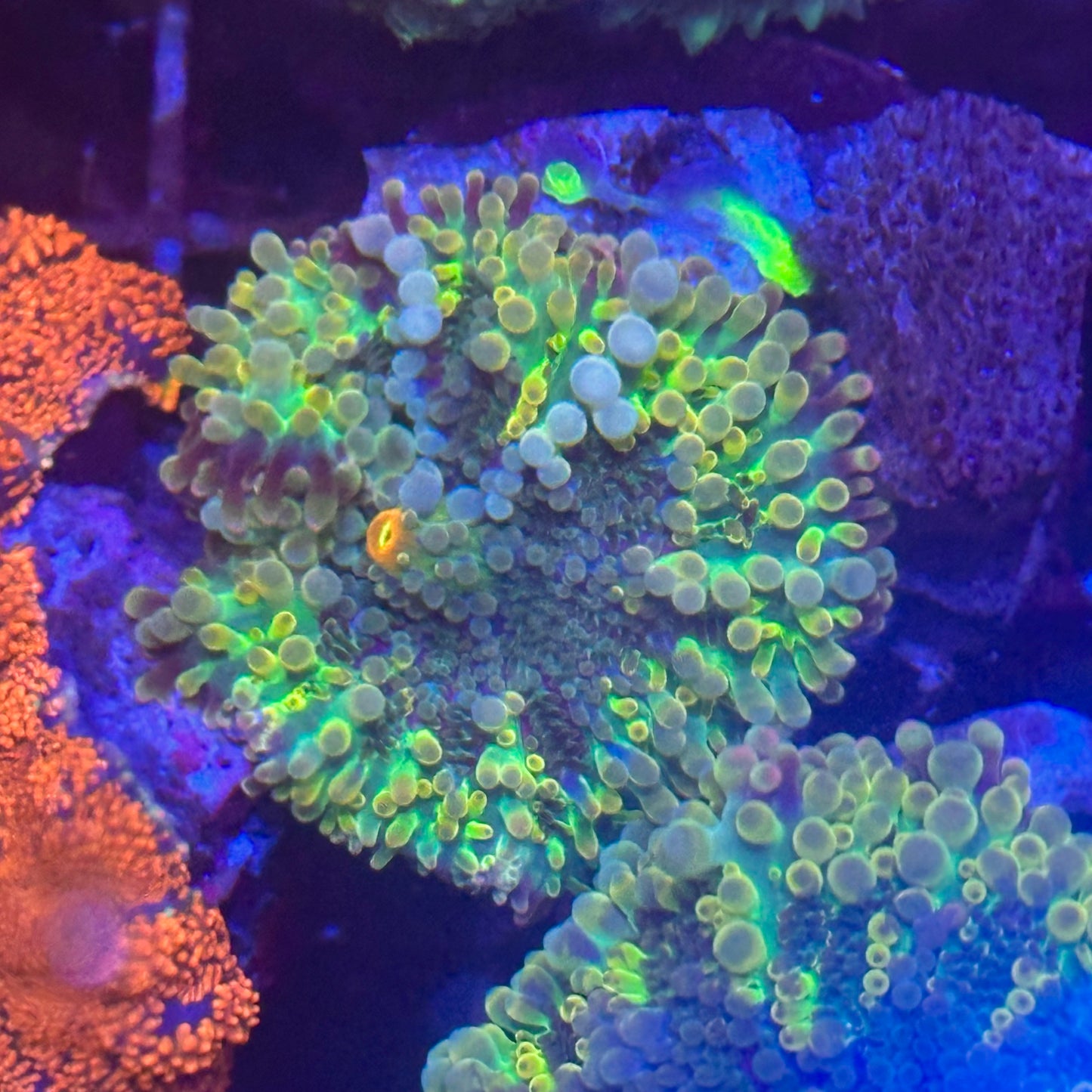 Islander Corals Rainbow Yuma Mushroom