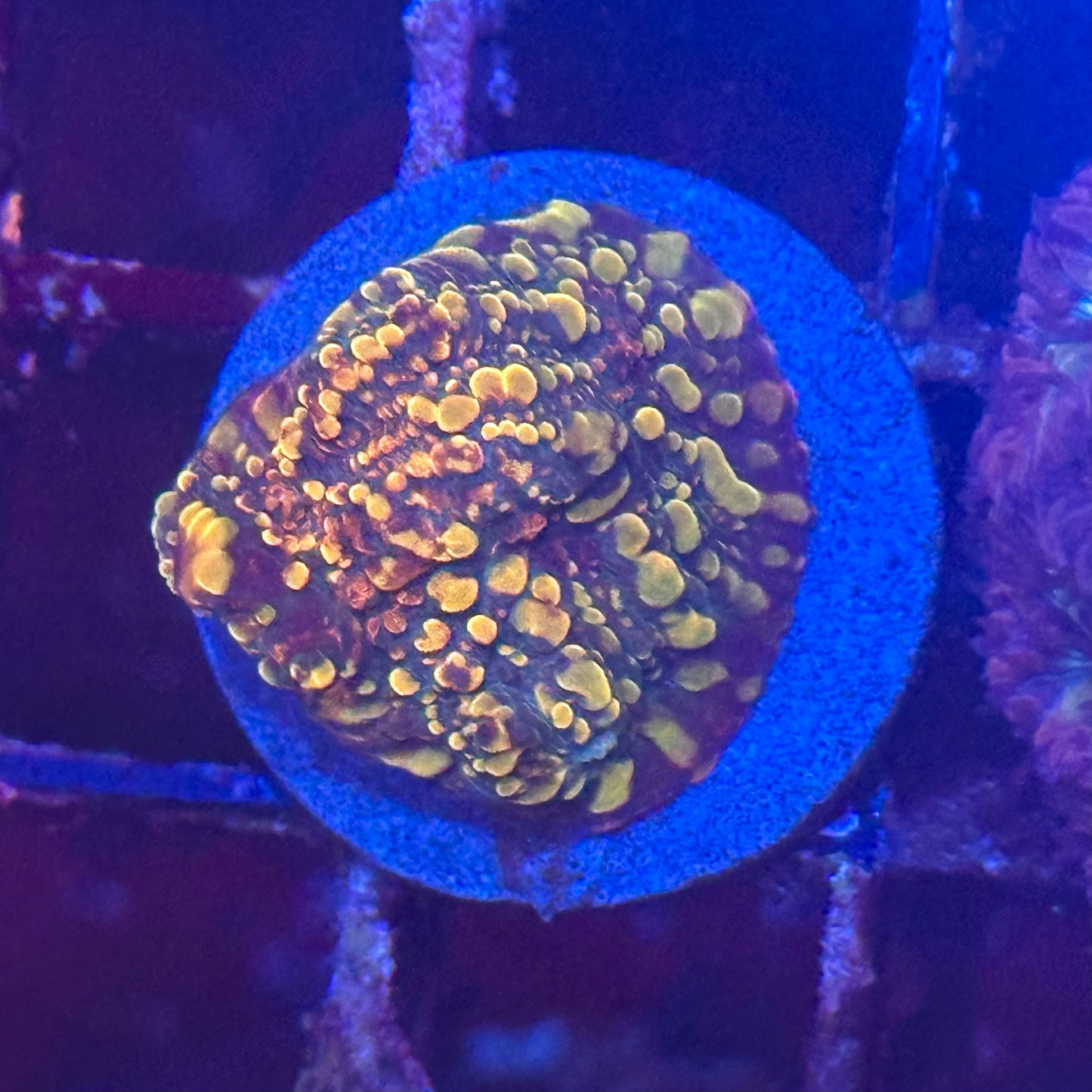 Cloudberry Chalice Coral