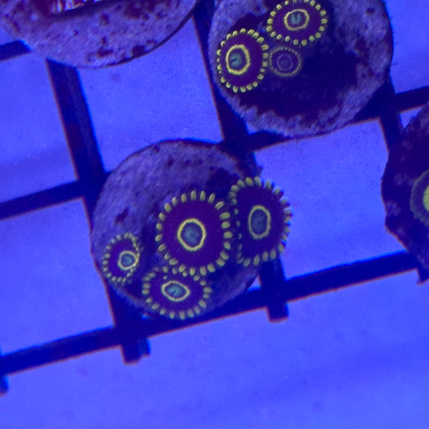 Blue Hornet Zoa / Zoanthid