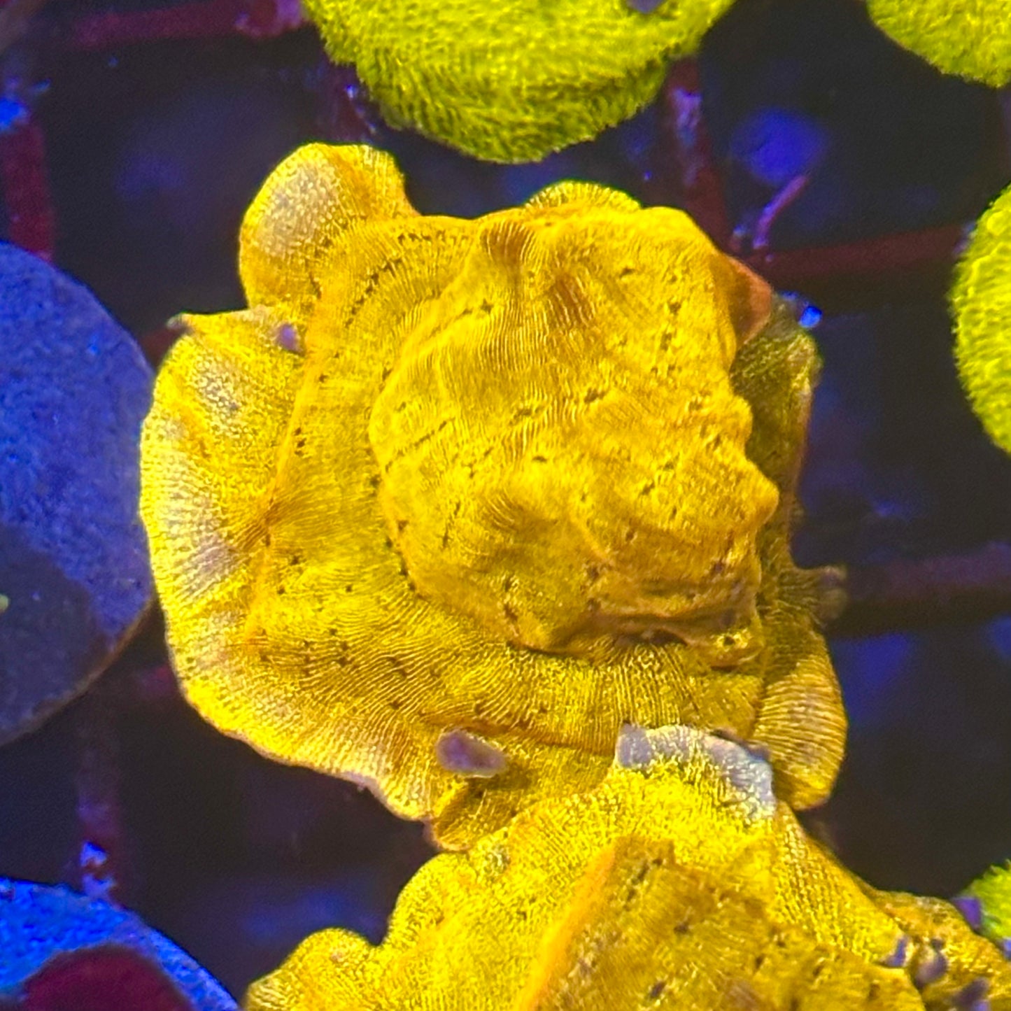 Sun God Leptoseris Coral