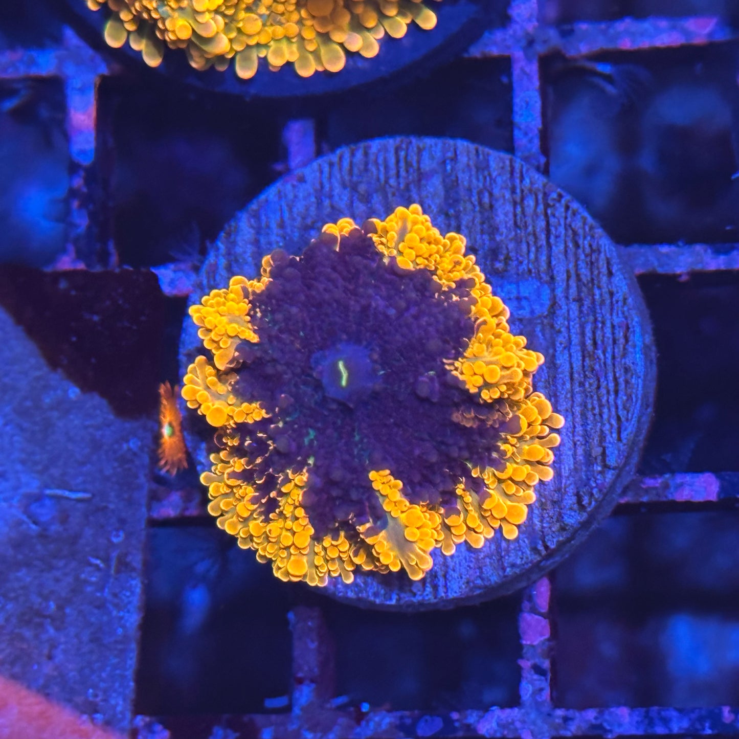 Islander Corals Freddy K Yuma Mushroom