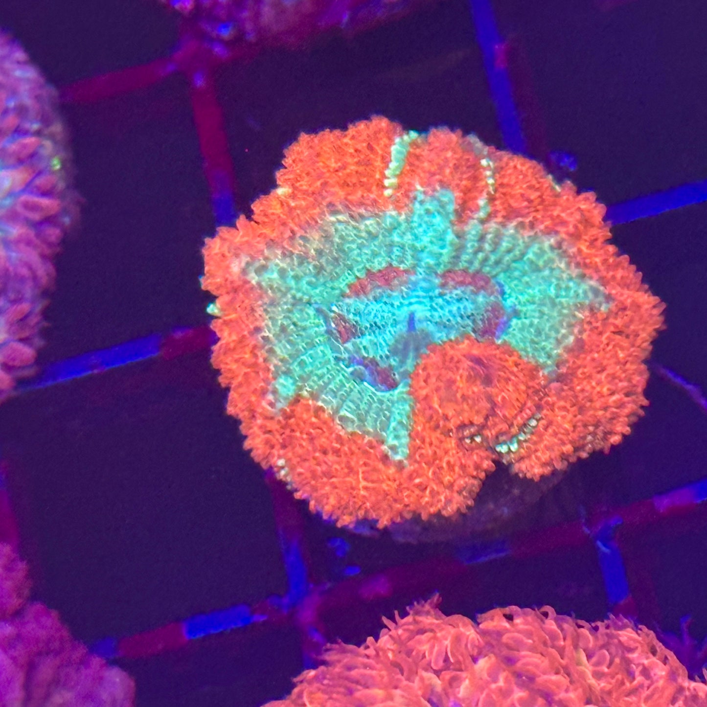 Islander Corals Showoff Acan