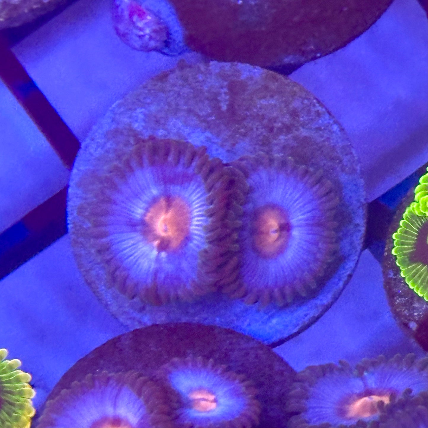 Miami Vice Zoa / Zoanthid