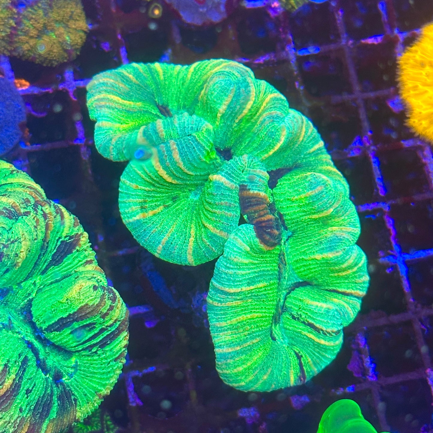 Trachyphyllia / Trachy