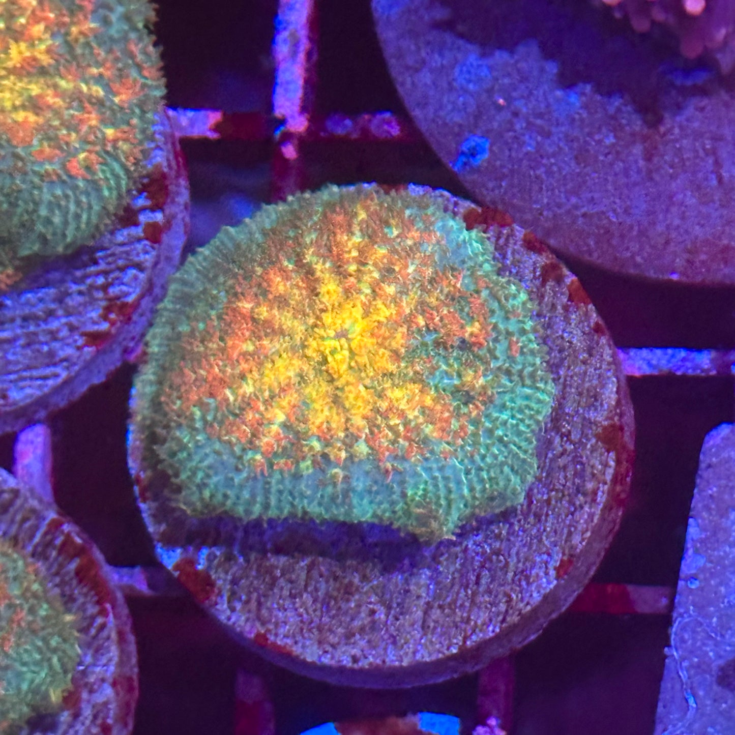 Islander Corals Pyros Bounce Mushroom