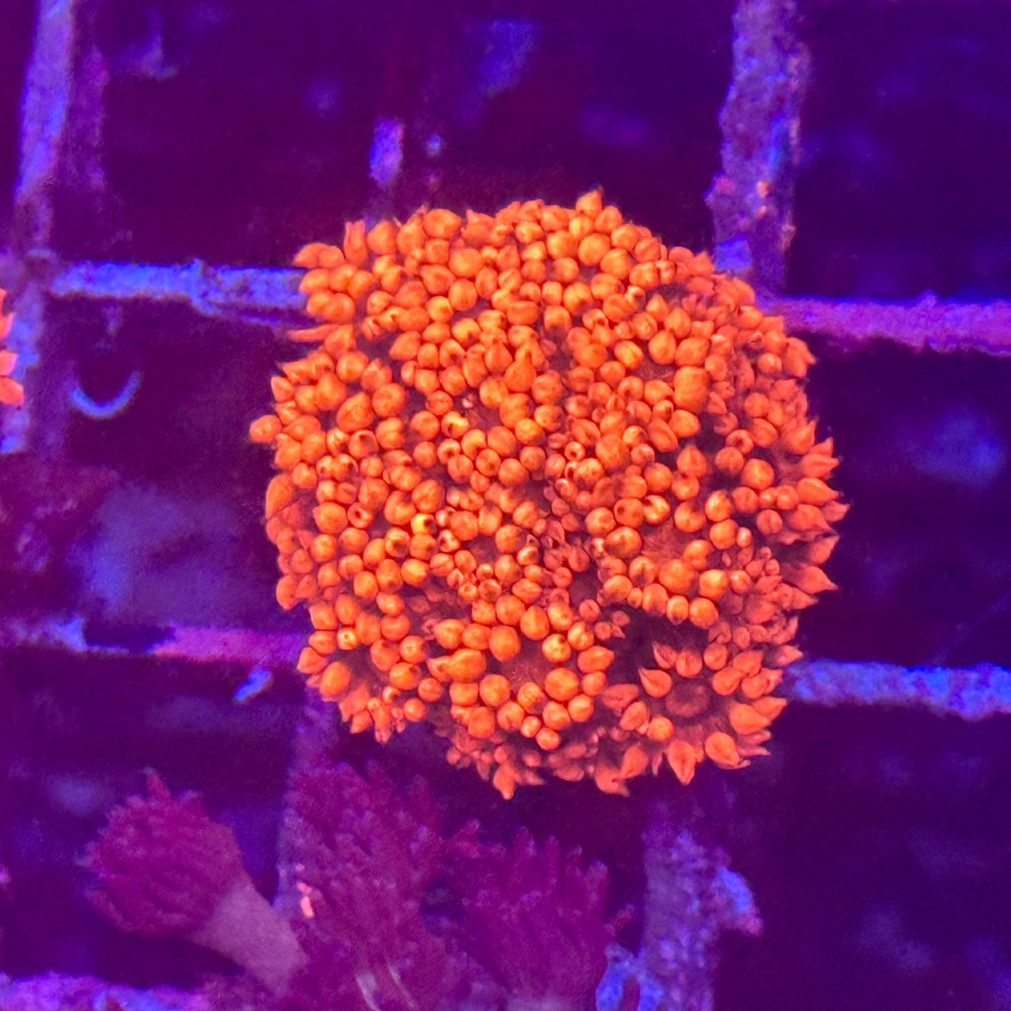 Goniopora / Goni - Red