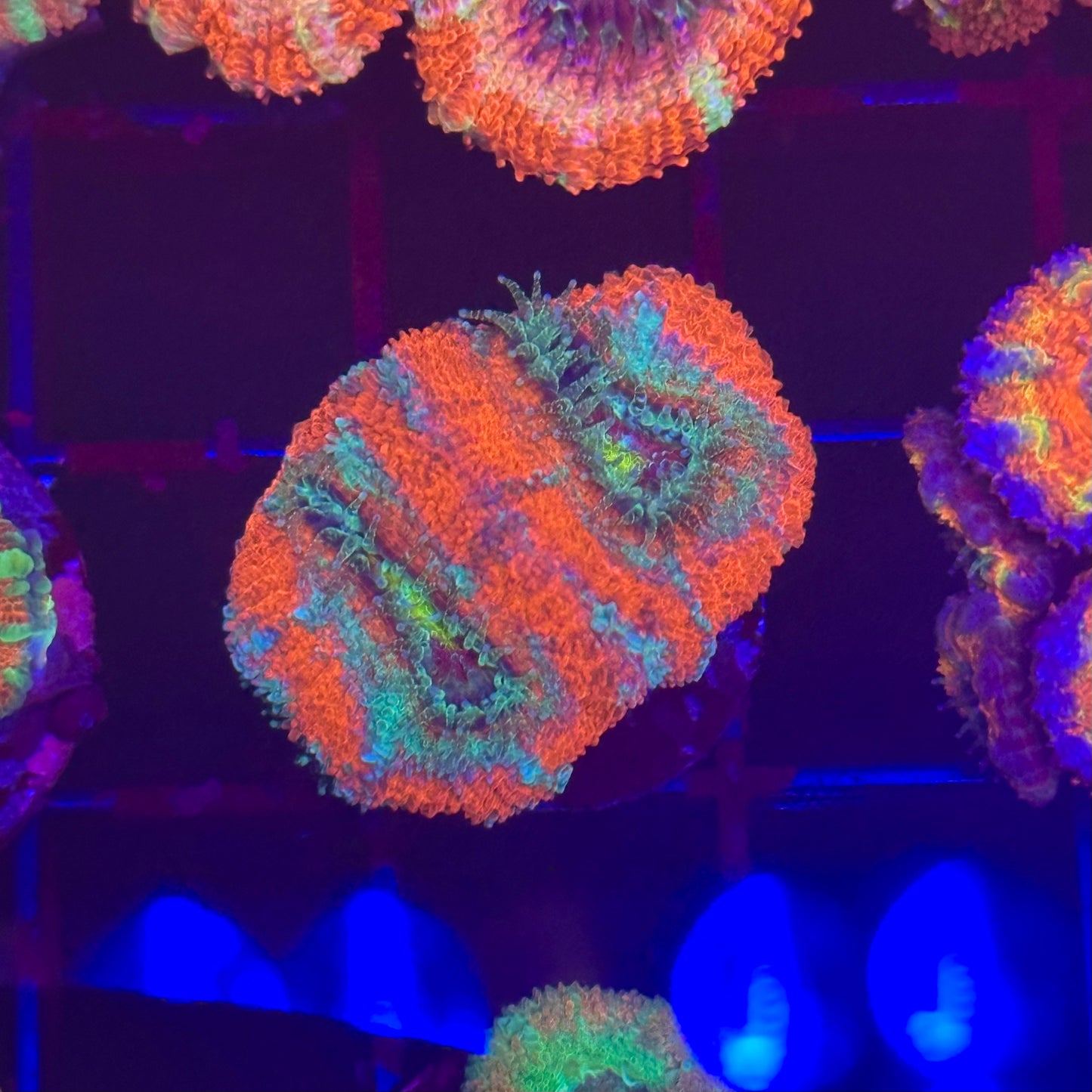 Islander Corals Red Wing Acan