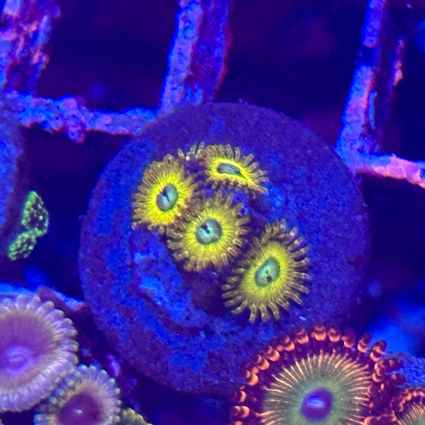 Pikachu Zoa / Zoanthid