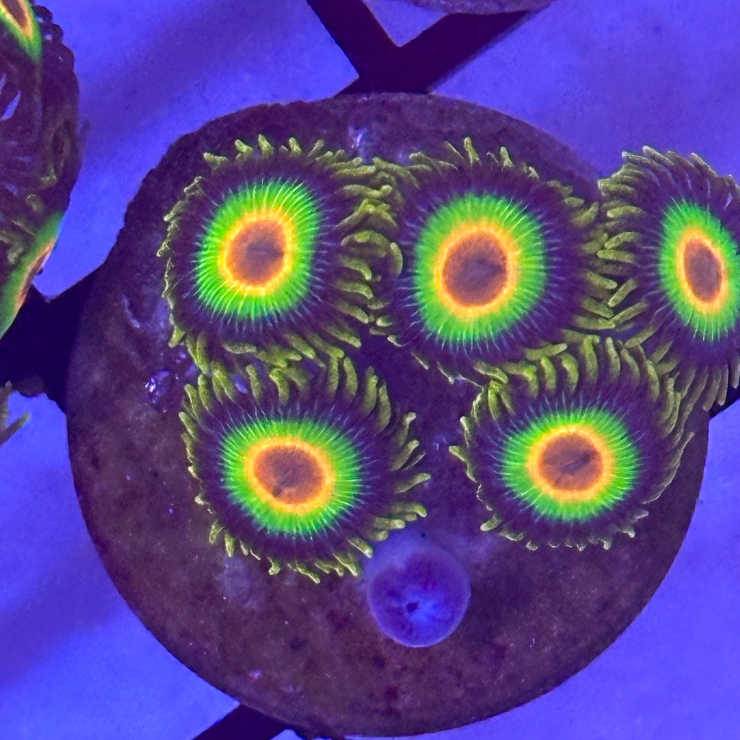 Rasta Zoa / Zoanthid