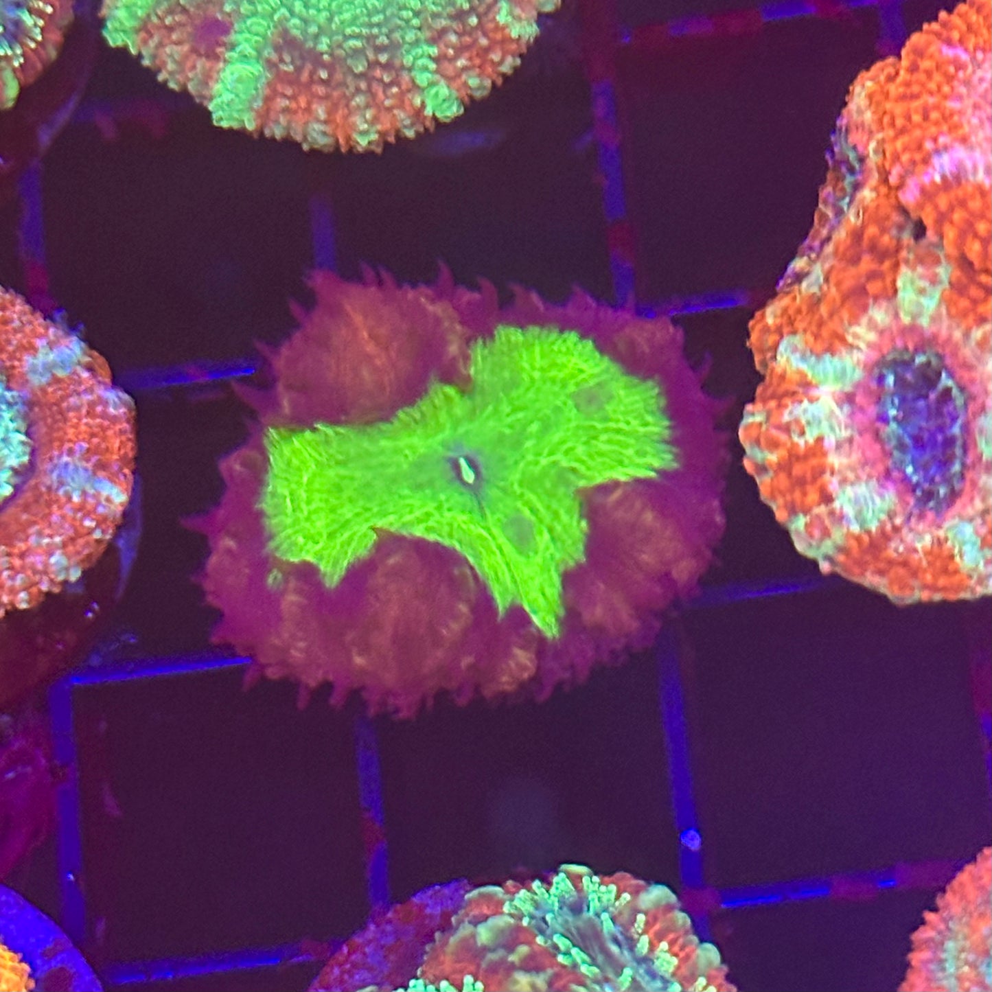 Islander Corals True Joker Blasto