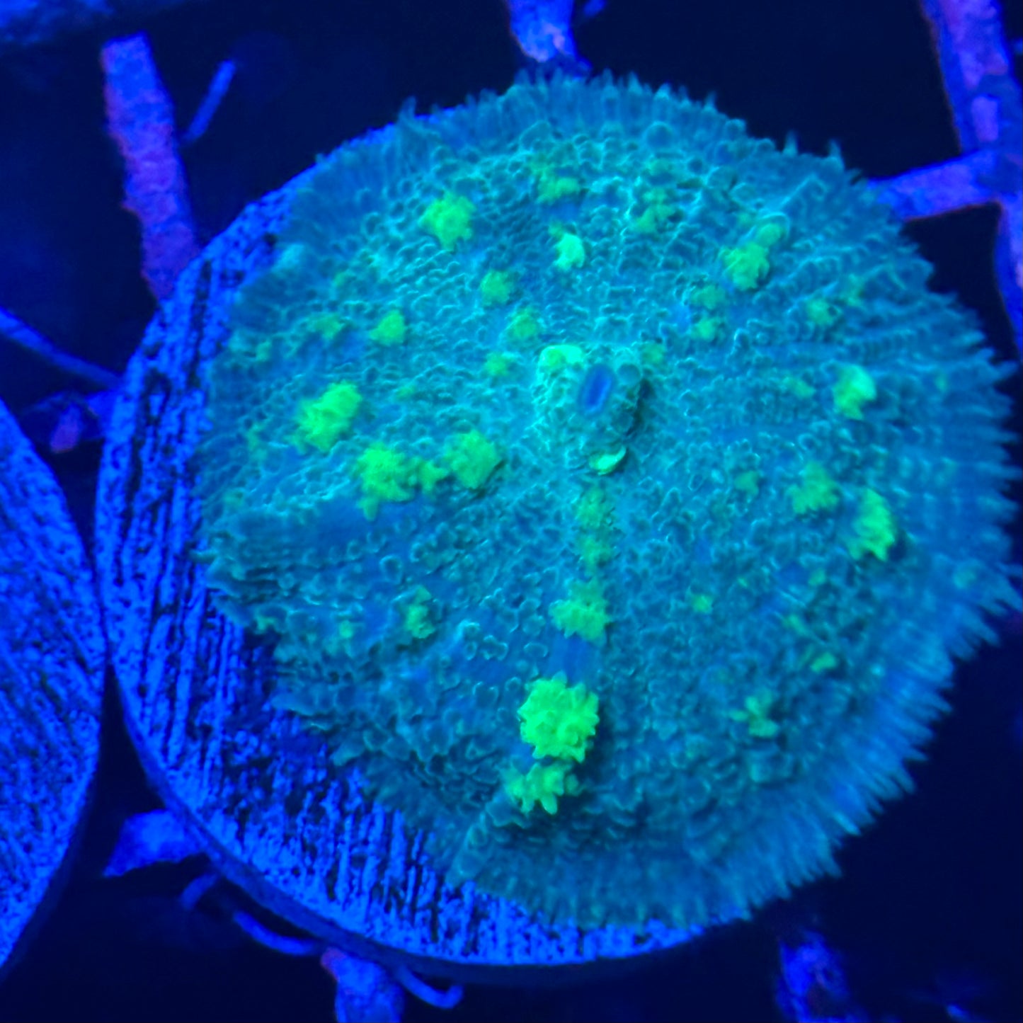 Islander Corals Monster Mike Bounce Mushroom