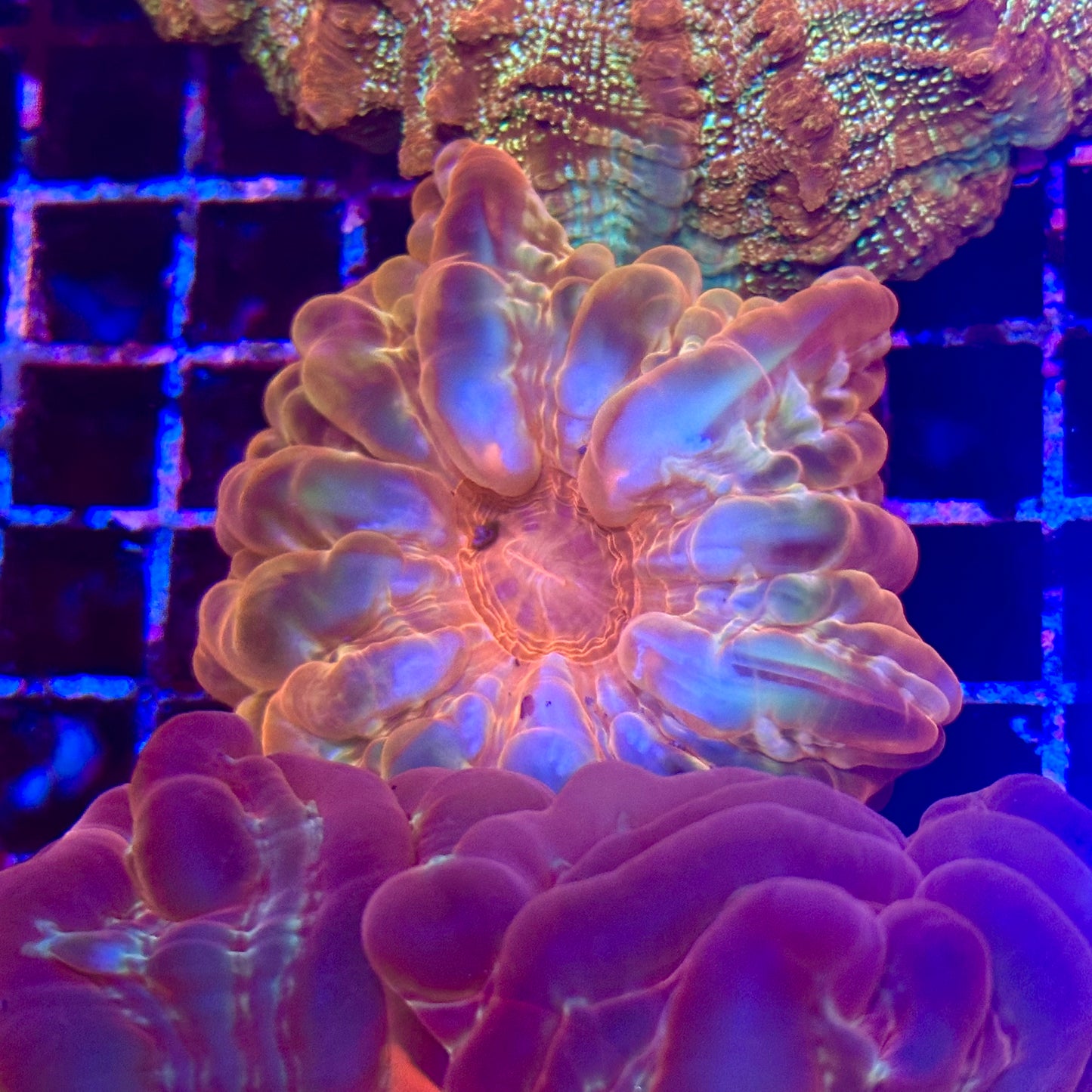 Cynarina Meat Coral