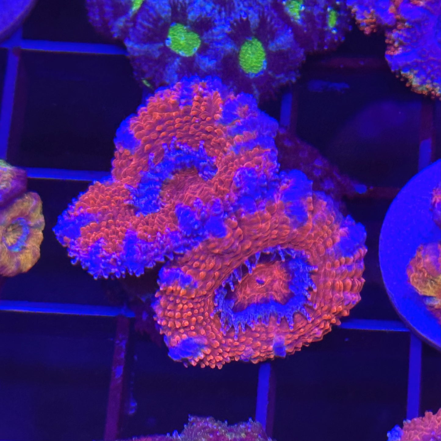 Islander Corals Spiderman Acan