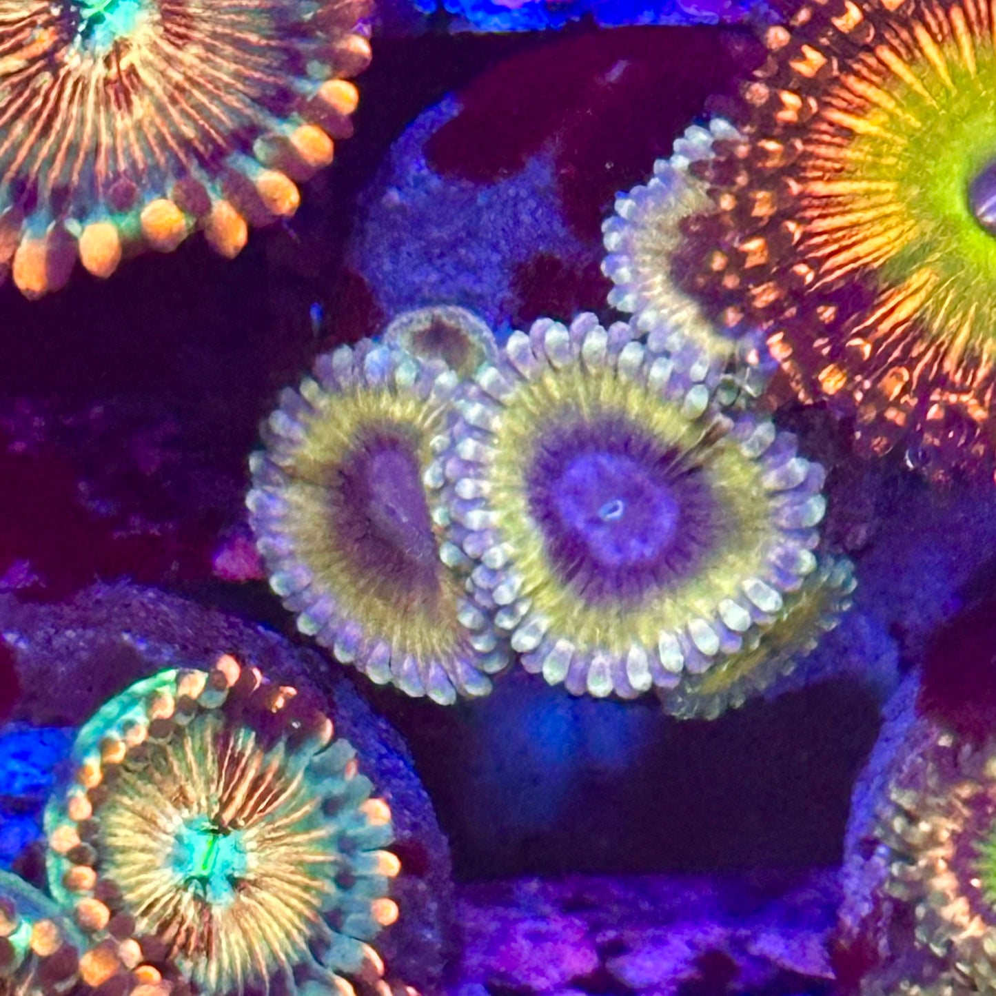White Walker Zoa / Zoanthid