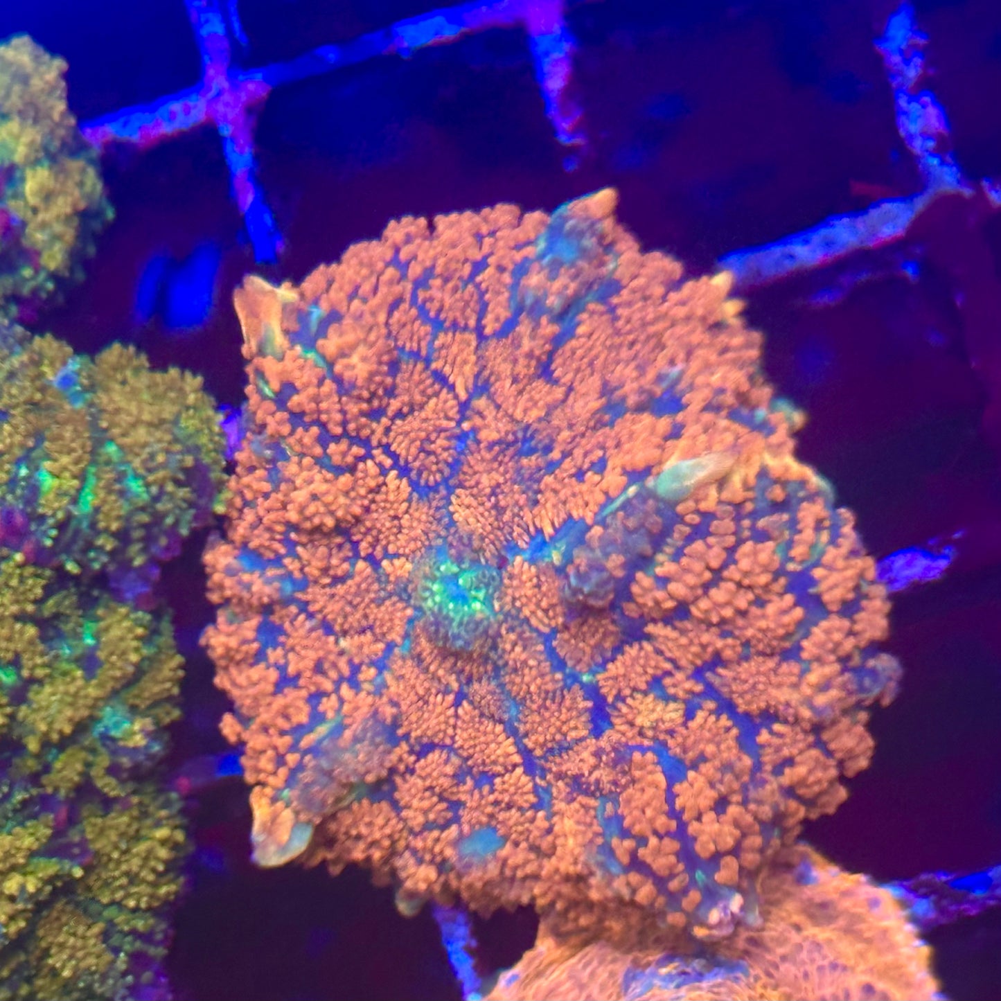 Superman Rhodactis Mushroom