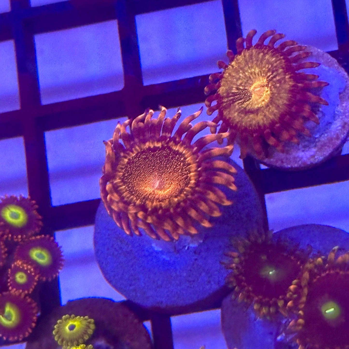 Mohawk Reloaded Zoa / Zoanthid