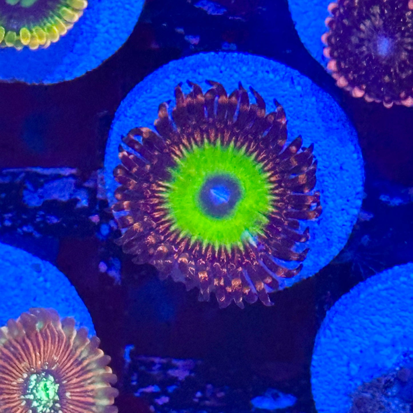 Candy Apple Red Zoa / Zoanthid