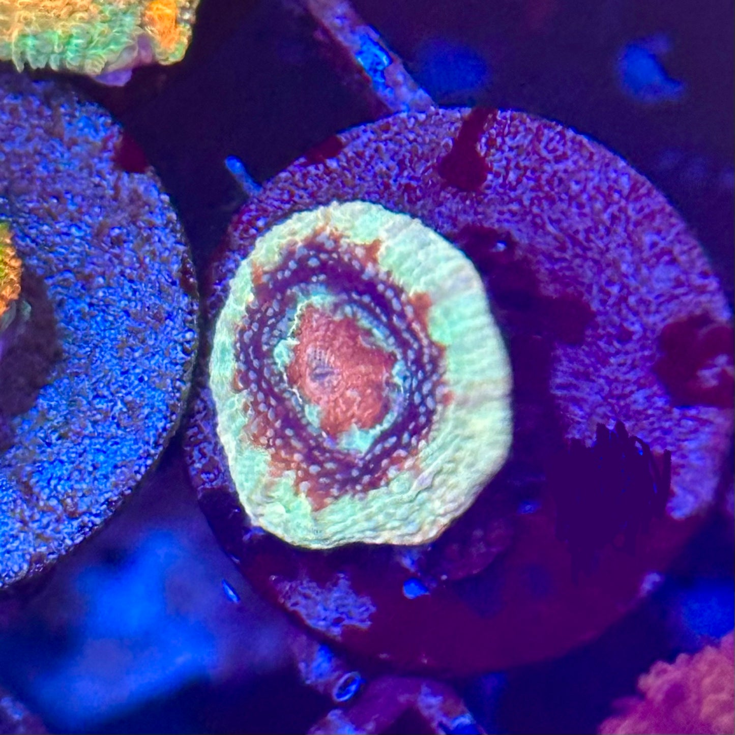 Islander Corals Creme Brulee Bowerbanki