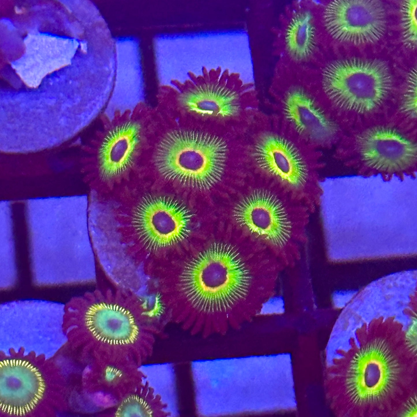 Rasta Cousin Zoa / Zoanthid