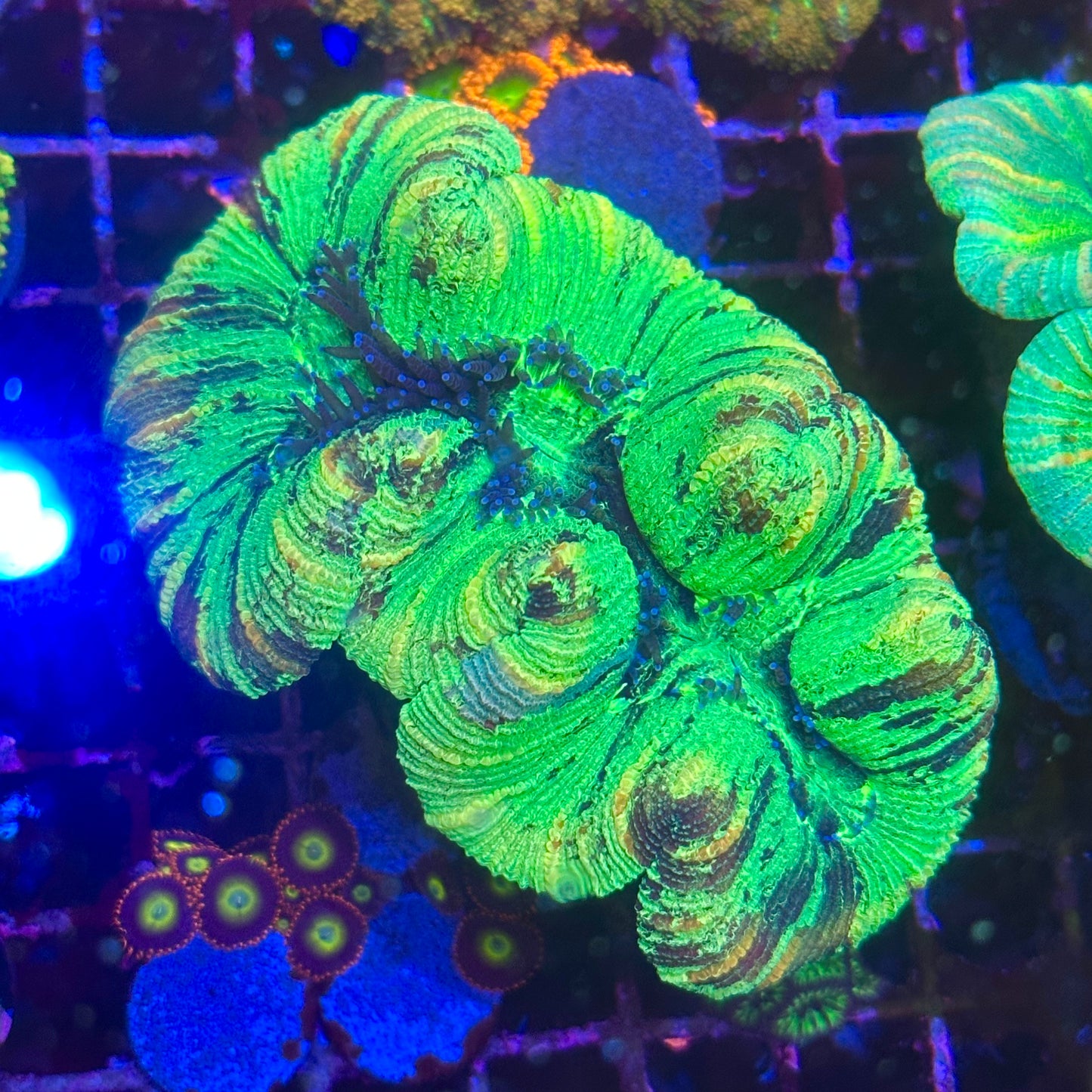 Trachyphyllia / Trachy