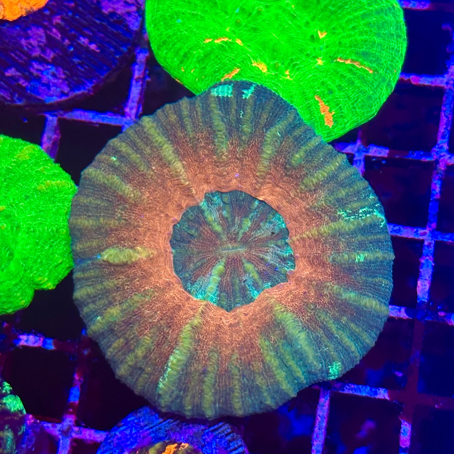 Scoly / Scolymia