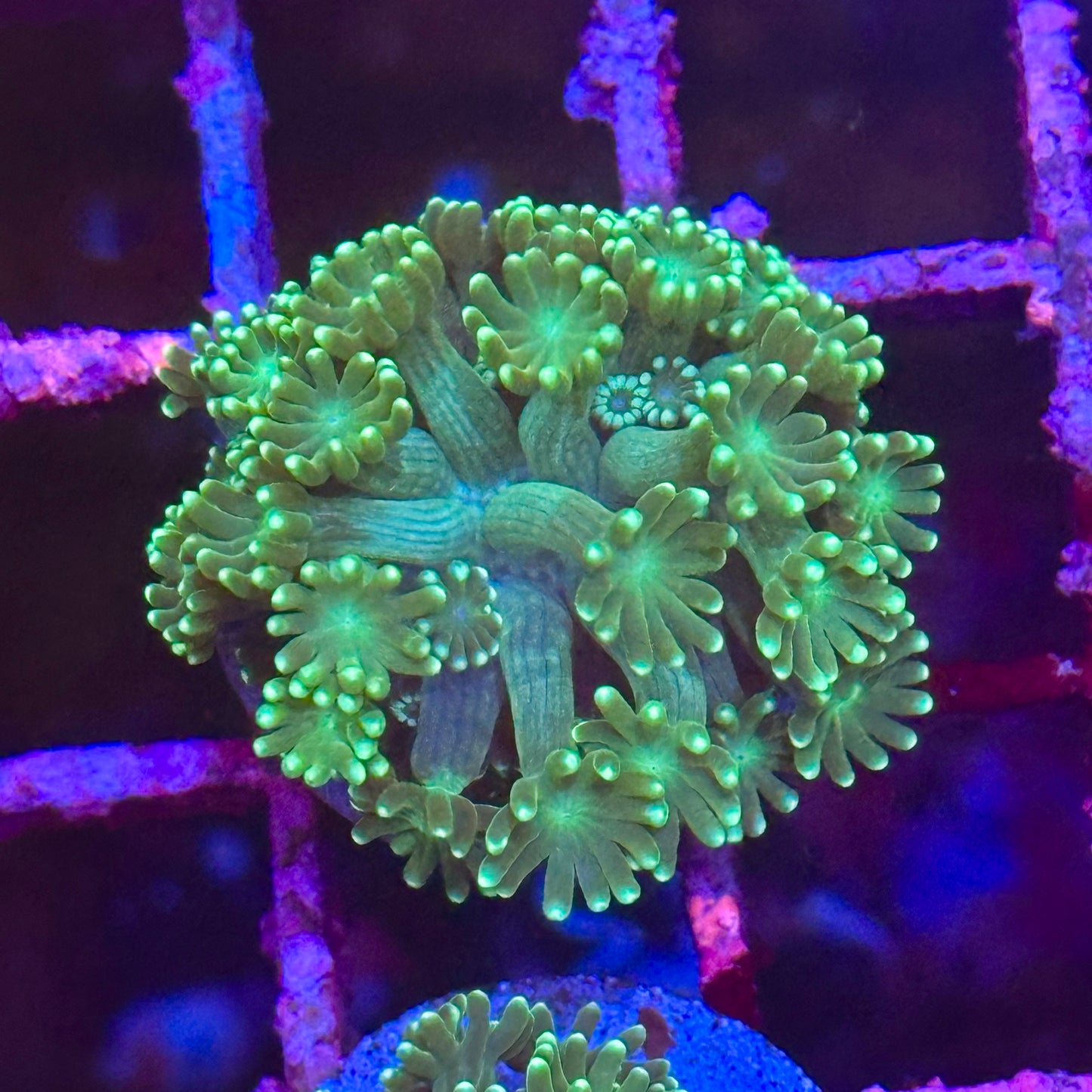 Goniopora / Goni - Mint Green