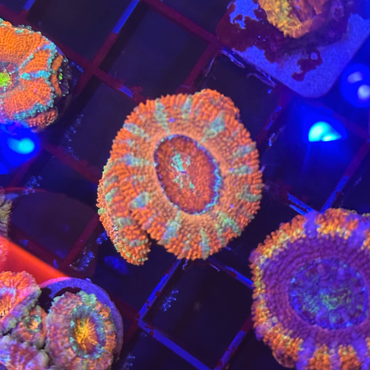 Islander Corals Joyride Acan
