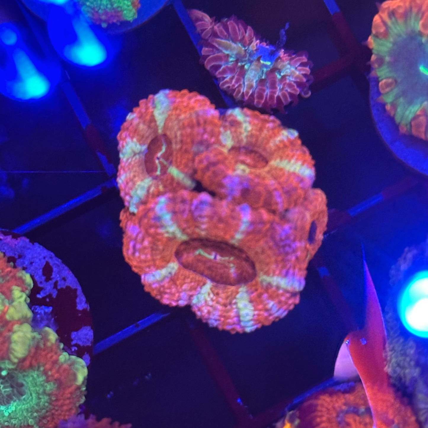 Islander Corals Smashing Pumpkin Acan