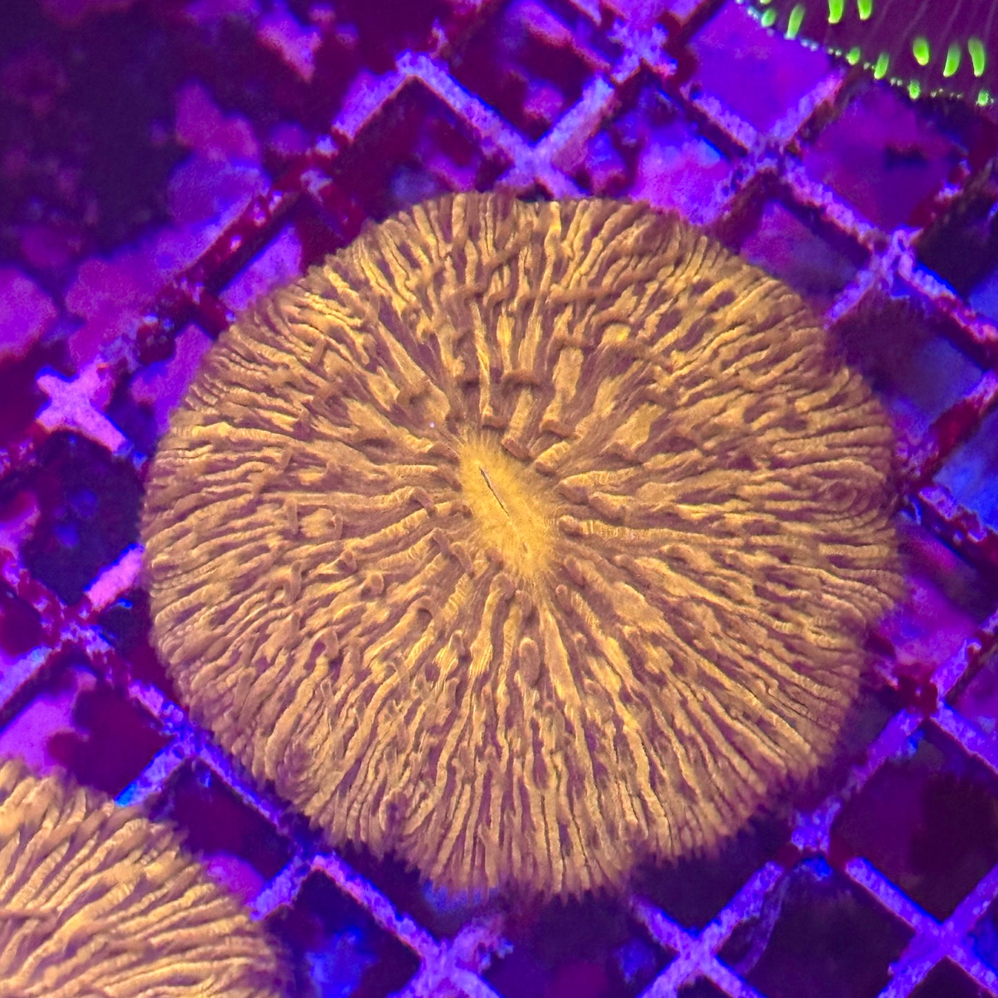 Fungia Plate Coral