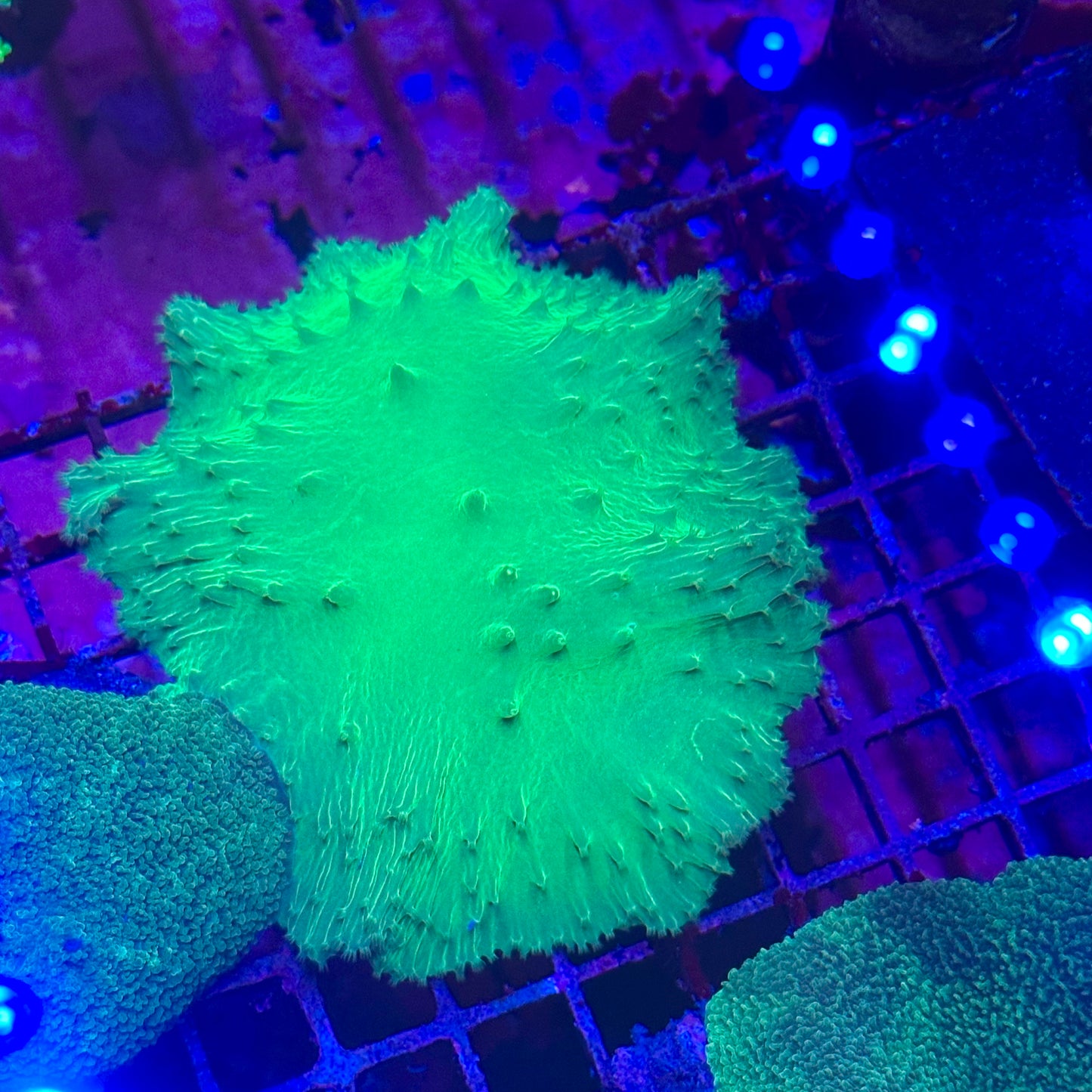 Cabbage Leather Coral - Huge