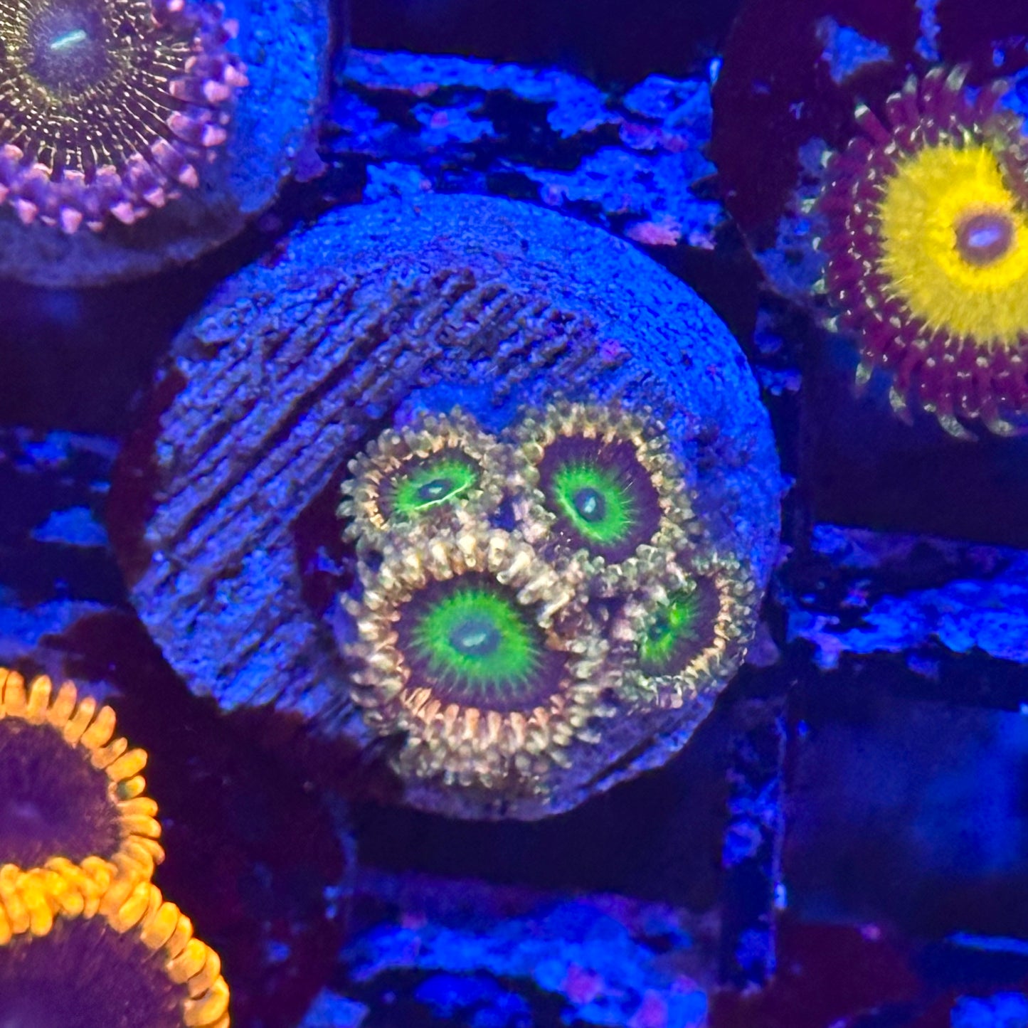 VampKrak Zoa / Zoanthid