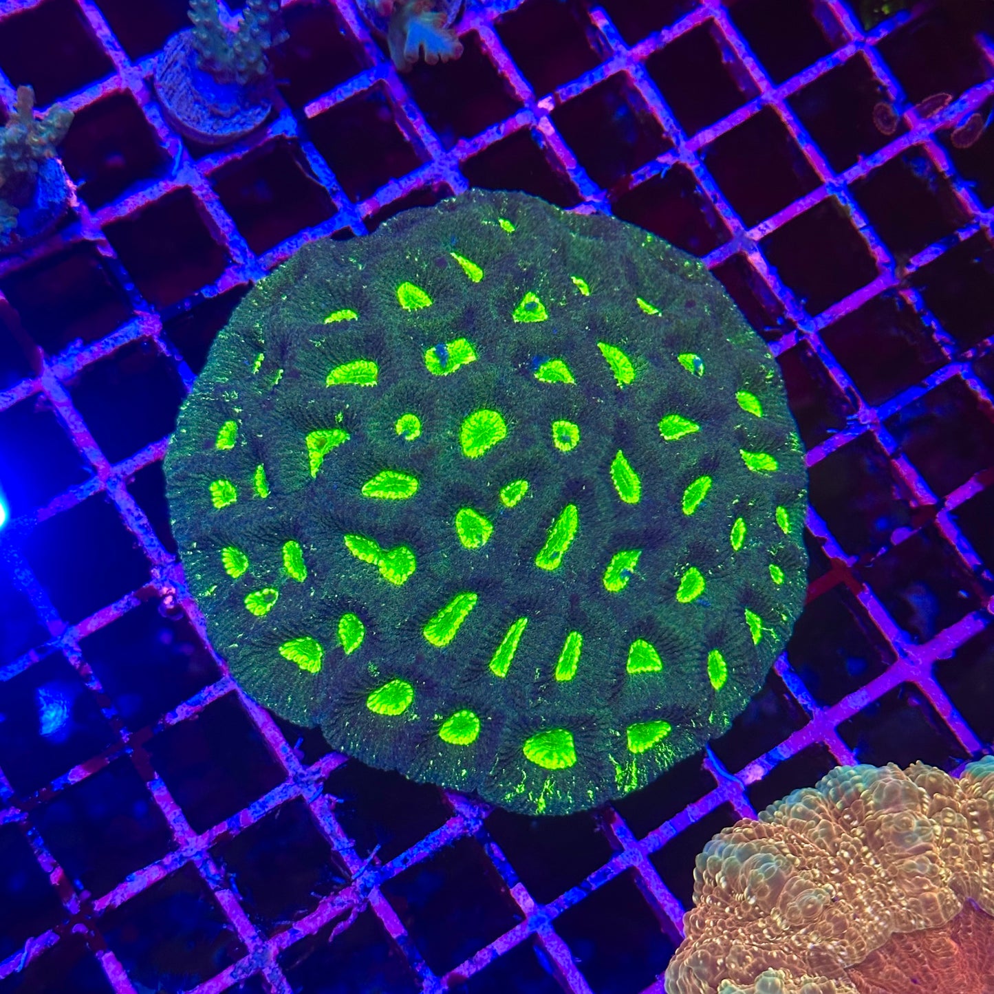 Gonastrea Colony