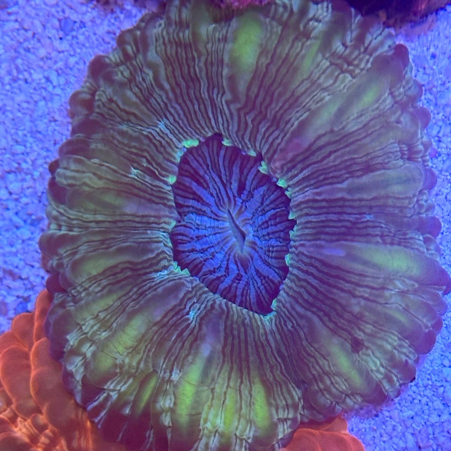 Acanthophyllia / Acantho / Meat Coral